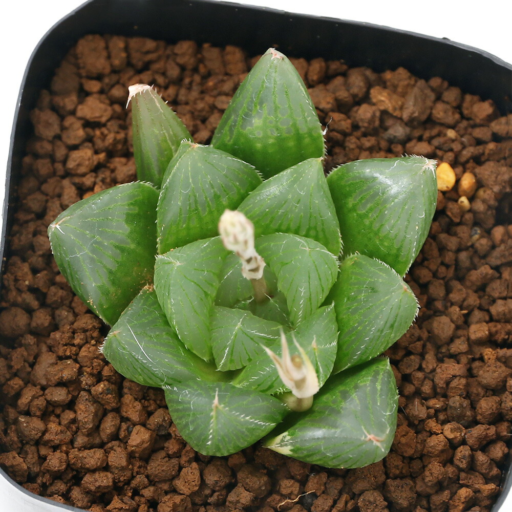 観葉草木 種類体制ハオルチア カクテルドド 号数 鉢 Hotjobsafrica Org