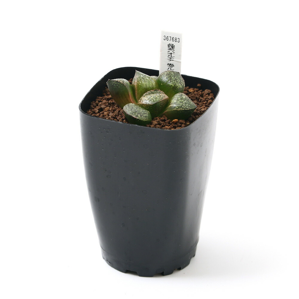 楽天市場 観葉植物 品種系ハオルチア 黒ダルマ ピクタ ２ ５号 １鉢 Charm 楽天市場店