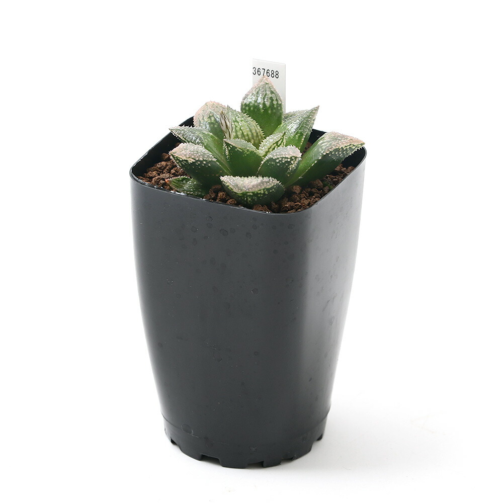 観葉植物 品種系ハオルチア ウィミー交配種 スプレンデンス 号 鉢 Maisons Coudrelle Fr