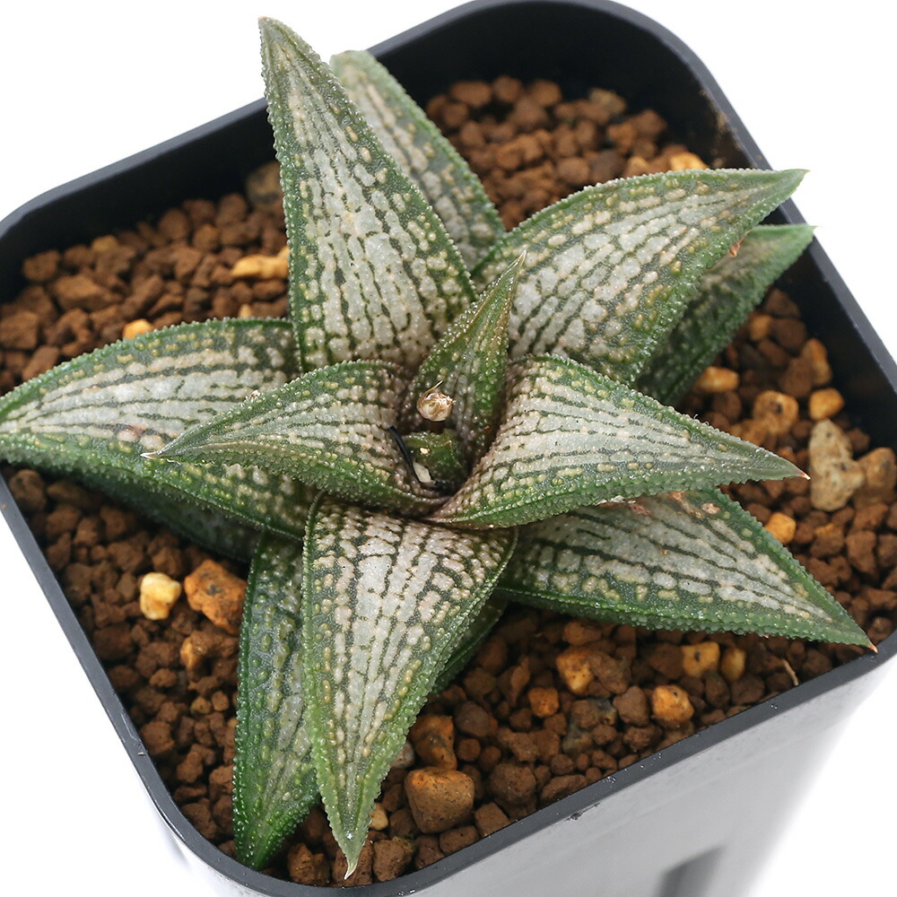 楽天市場 観葉植物 品種系ハオルチア 錦帯橋 ３号 １鉢 Charm 楽天市場店