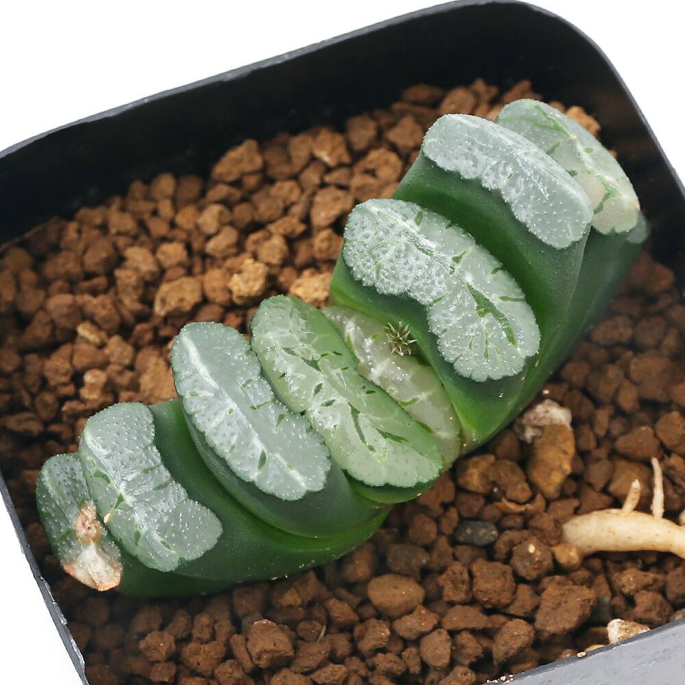 観葉植物 種類家柄ハオルチア 宝石ファン 福屋苗字 サイズ 頭顱 Hotjobsafrica Org