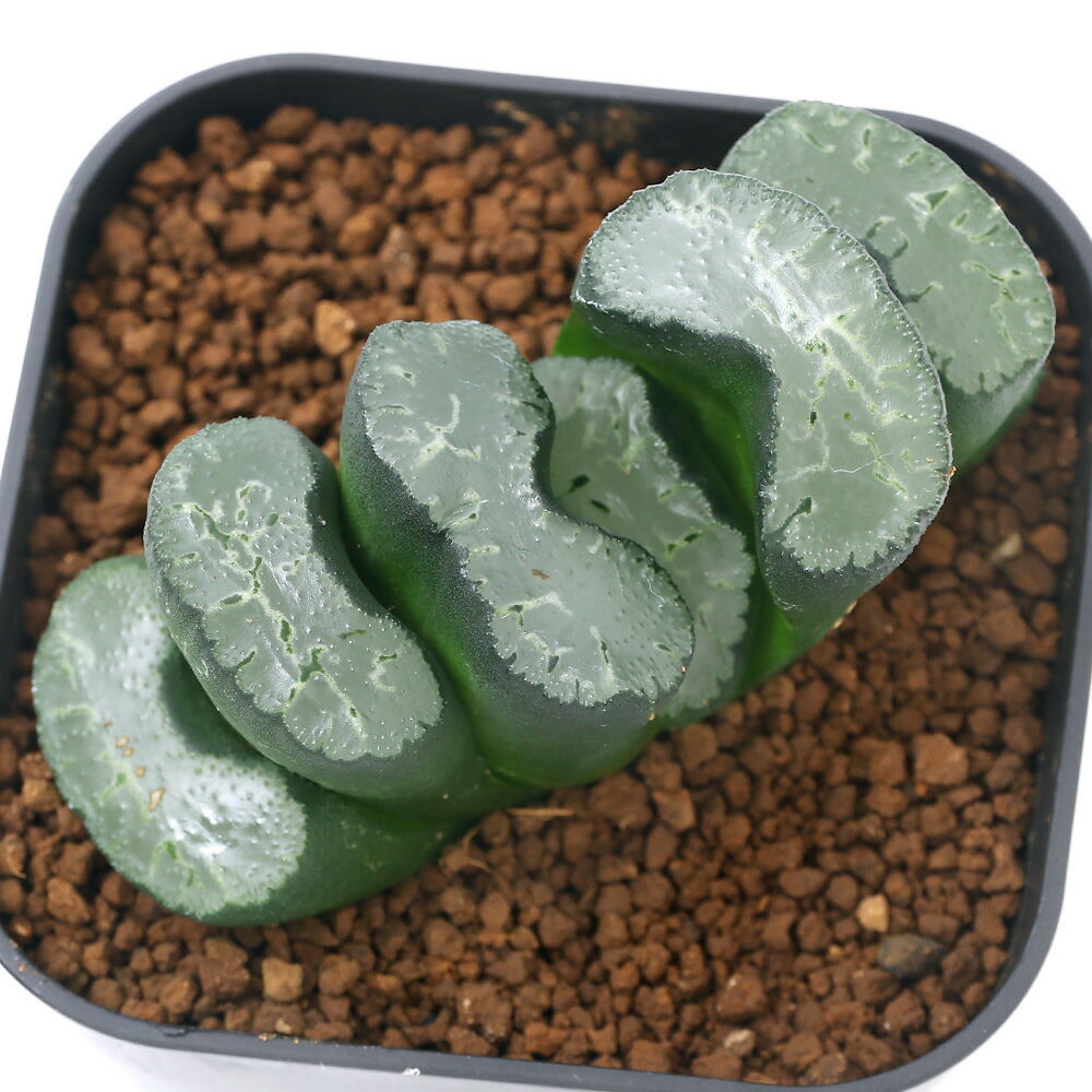 観葉植物 品種系ハオルチア 玉扇 広重 号 鉢 Letempslev K7a Com