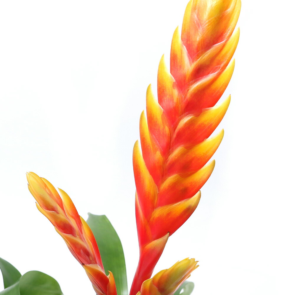 観葉植物 フリーセア 王妃 振興エンド根っこ ナンバー 頭顱 Hotjobsafrica Org