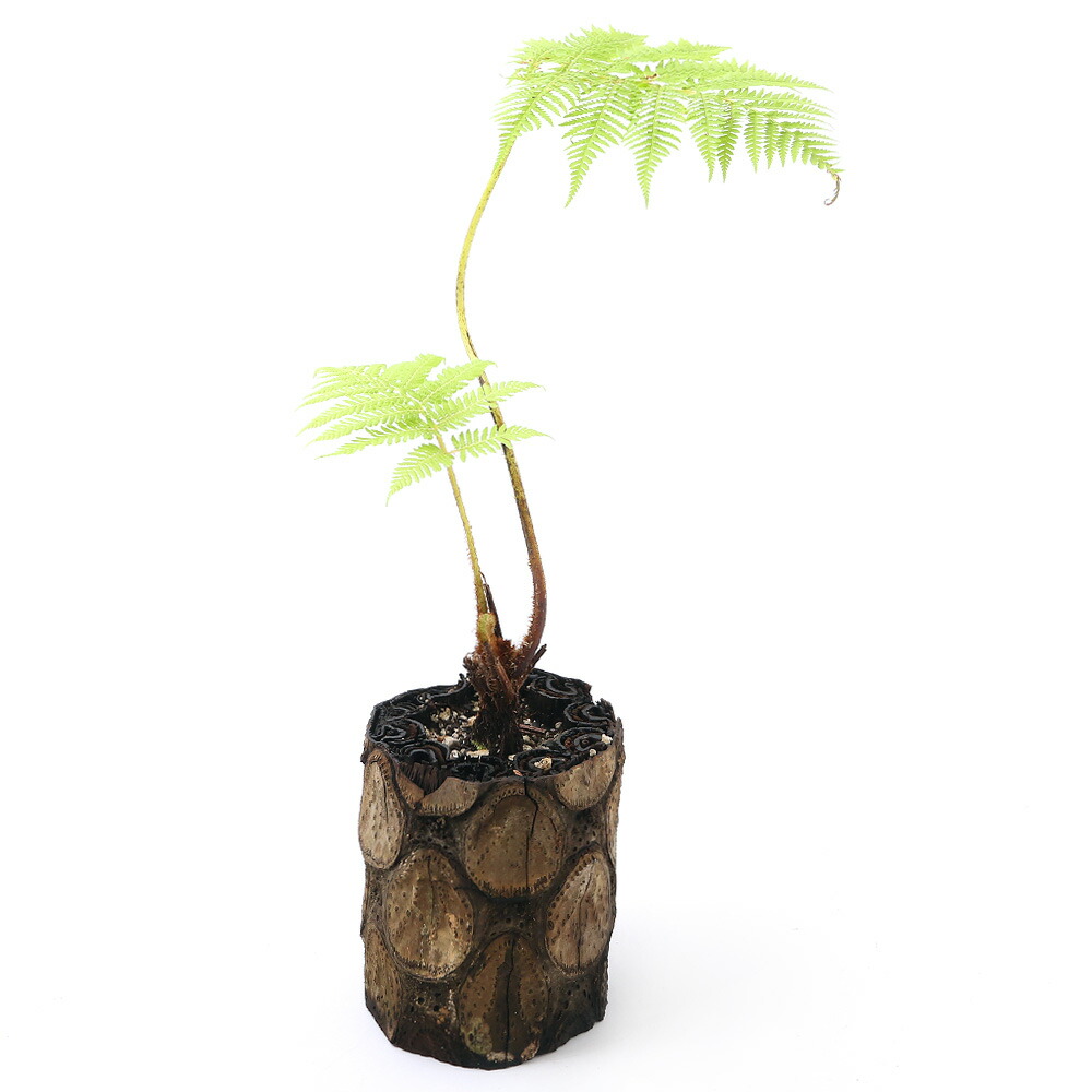 観葉植物 観葉植物 一点物 シダ ヒカゲヘゴ ヘゴの木 天然木鉢 4号 1鉢 367762 沖縄別途送料 Charm 店 観葉植物 観葉植物 一点物 シダ ヒカゲヘゴ ヘゴの木 天然木鉢 4号 1鉢 367762 沖縄別途送料 Charm 店
