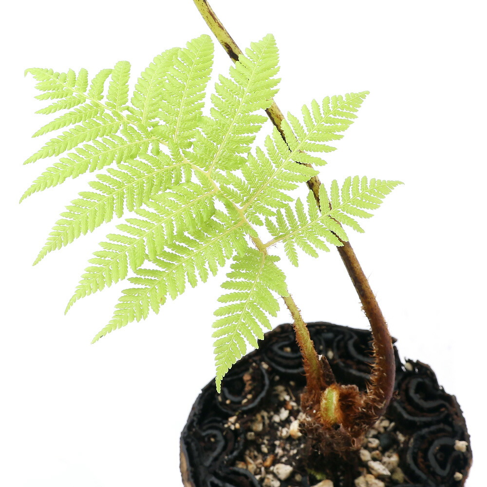 観葉植物 観葉植物 一点物 シダ ヒカゲヘゴ ヘゴの木 天然木鉢 4号 1鉢 367762 沖縄別途送料 Charm 店 観葉植物 観葉植物 一点物 シダ ヒカゲヘゴ ヘゴの木 天然木鉢 4号 1鉢 367762 沖縄別途送料 Charm 店