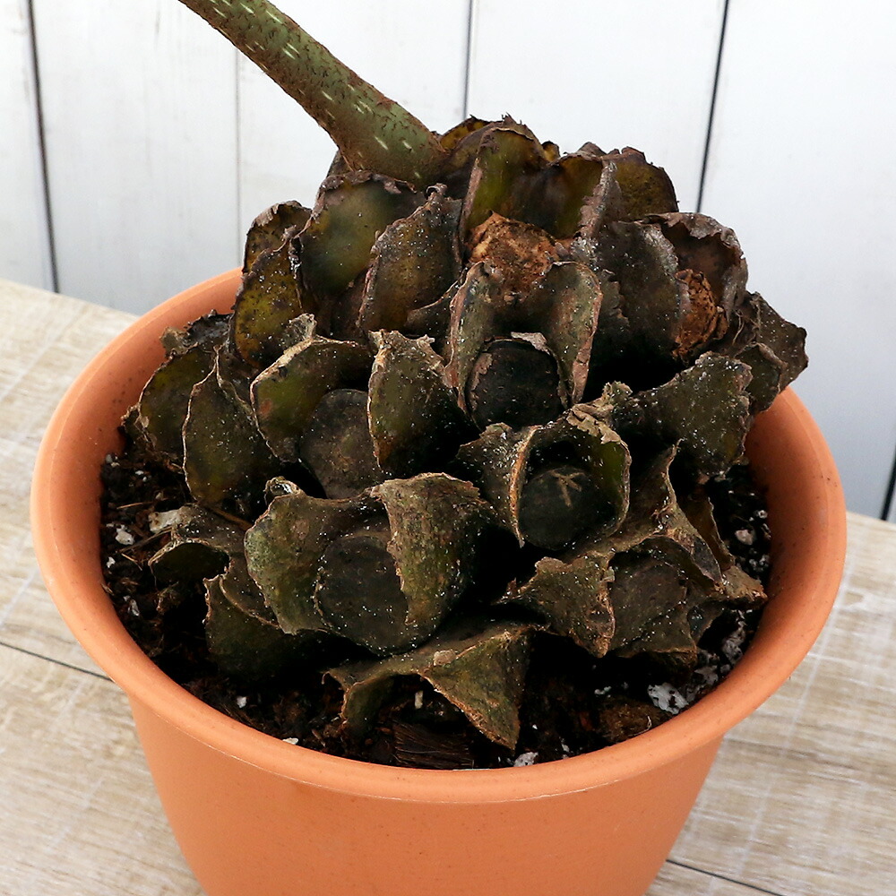 おすすめ 観葉植物 シダ リュウビンタイ 茎無し株 ６号 １鉢 沖縄別途送料 新品本物 Colledeglidei Com