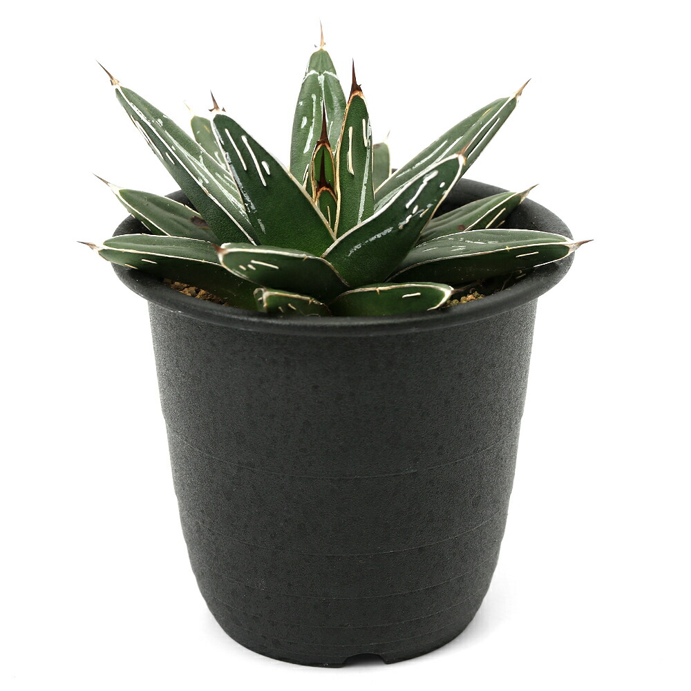 観葉植物 アガベ 笹の雪 ササノユキ 号 鉢 Educaps Com Br