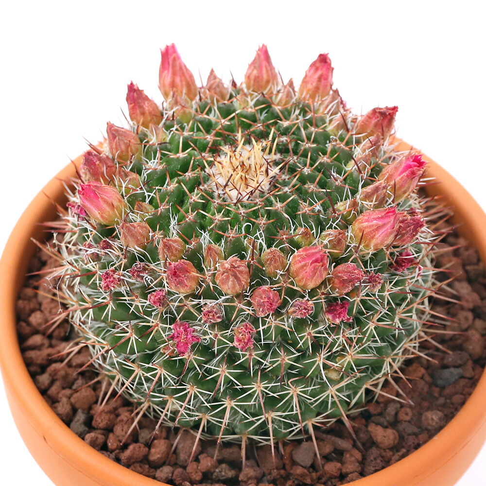 楽天市場 観葉植物 素焼鉢 サボテン マミラリア 白鳩 ３号 １鉢 Charm 楽天市場店