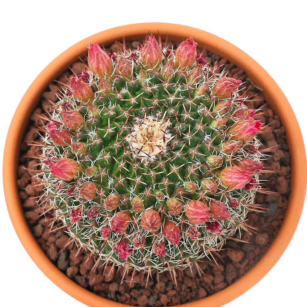 楽天市場 観葉植物 素焼鉢 サボテン マミラリア 白鳩 ３号 １鉢 Charm 楽天市場店