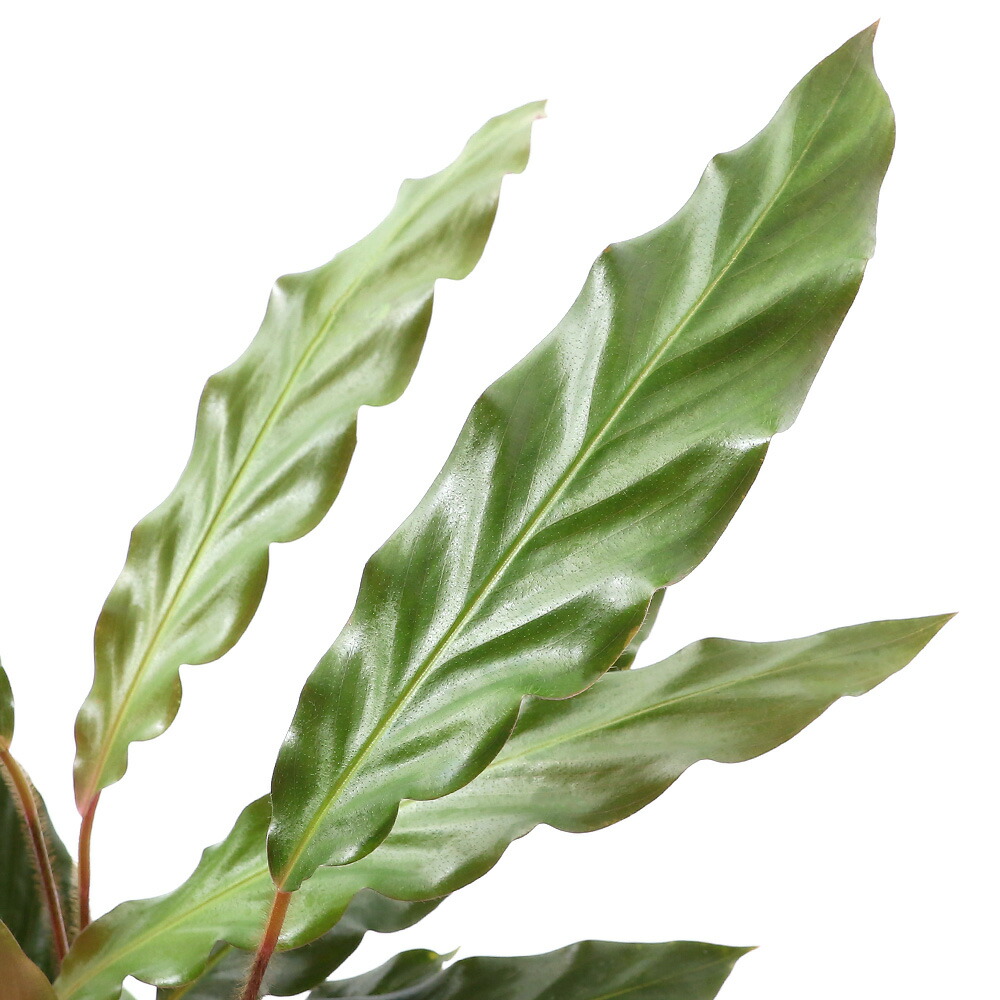 楽天市場 観葉植物 カラテア ルフィバルバ ４号 １鉢 Charm 楽天市場店