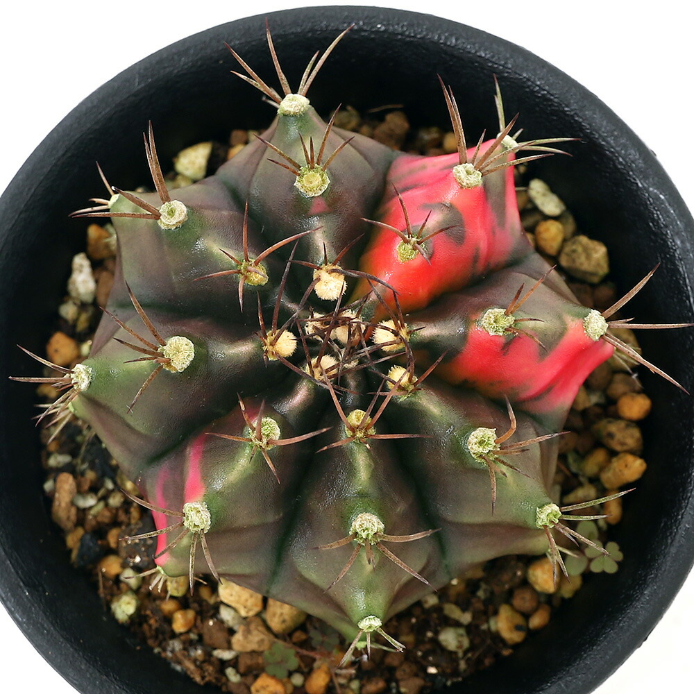 観葉植物 一点物 サボテン ギムノカリキウム ペッタムシィー レッド系 号 鉢 沖縄別途送料 Hls Du Rvcconst Com