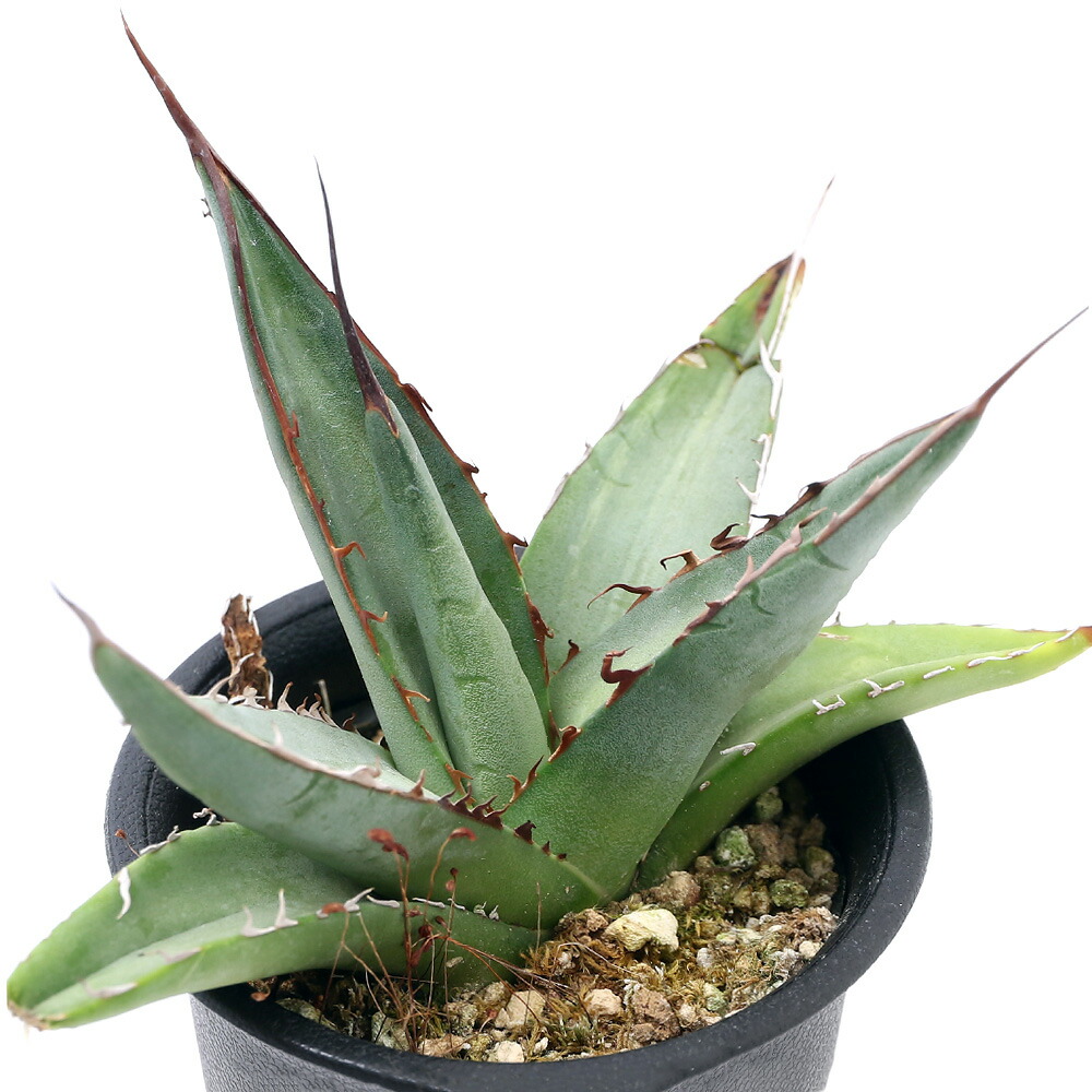 観葉植物 アガベ パープソルム 実生苗 号 鉢 Educaps Com Br