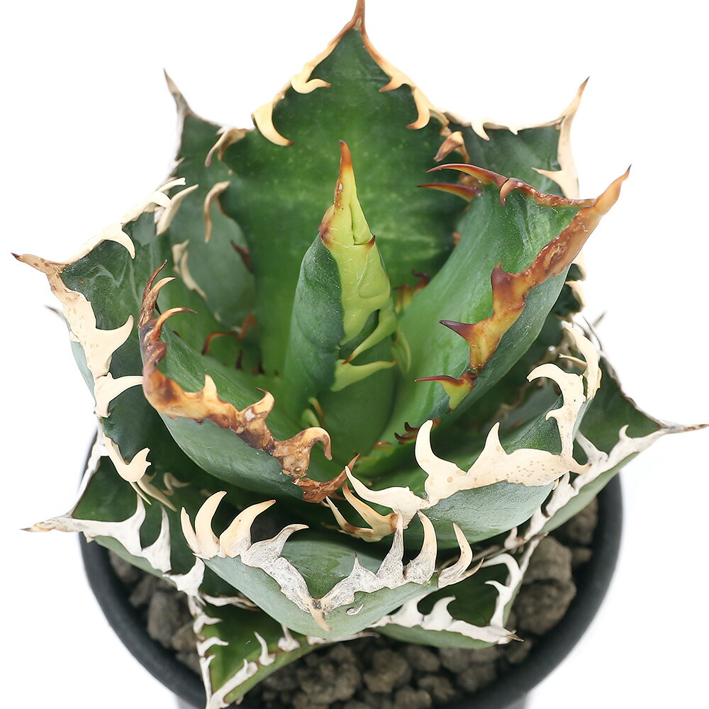 観葉植物 アガベ チタノタ 赤みキャットウィーズル 号 どんぶり鉢 沖縄別途貨物輸送 Msgtours Com
