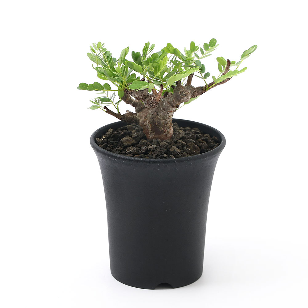 短納期の 観葉植物 一点物 実生苗 センナ メリディオナリス 実生苗 センナ ３ ５号 ｎｏ １ ３６７９０８ １鉢 沖縄別途送料花 ガーデン Diy 沖縄別途送料 超安い売れ筋no 1 の 観葉植物 Southernoaksfuneralservice Com