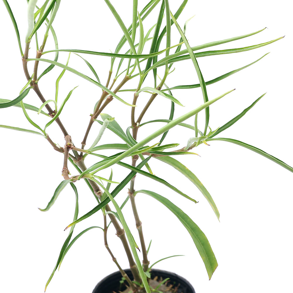 楽天市場 観葉植物 ヒドノフィツム パフィー ３号 １ポット アリ植物 コーデックス Charm 楽天市場店