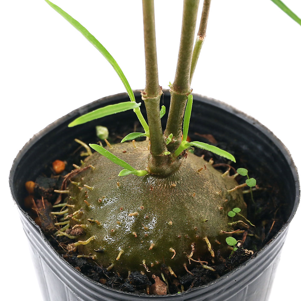 楽天市場 観葉植物 ヒドノフィツム パフィー ３号 １ポット アリ植物 コーデックス Charm 楽天市場店