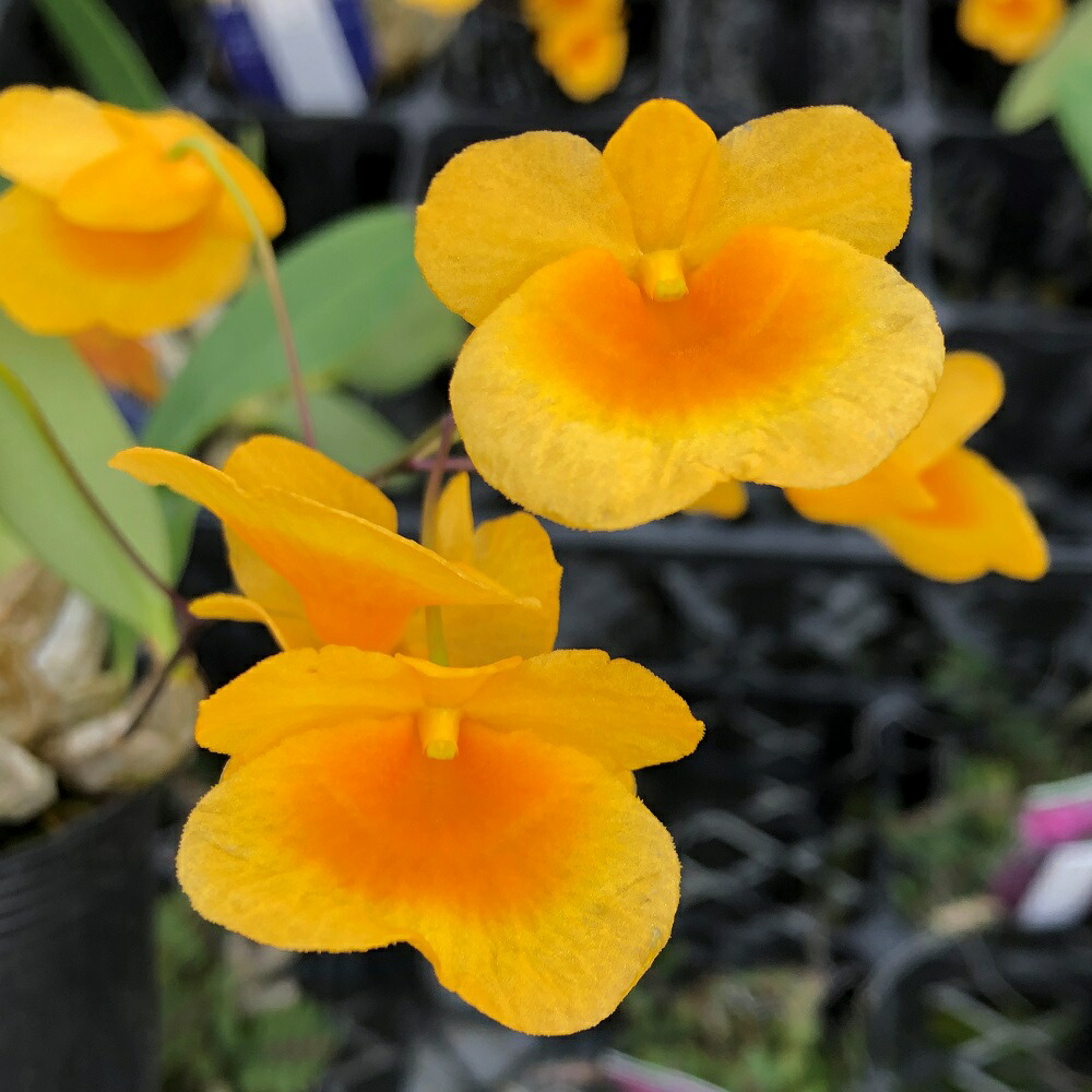 楽天市場】（観葉植物）洋ラン デンドロビウム トリチェリアナム