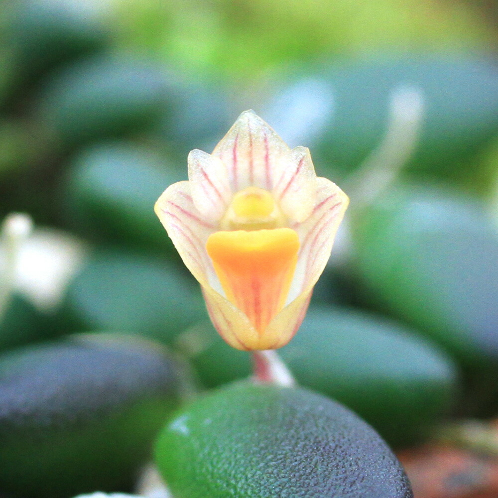 洋ラン　蘭 セイデンファデニア ミトラタ　着生蘭 楽天市場】セイデンファデニア ミトラタ (観葉植物 蘭 洋蘭