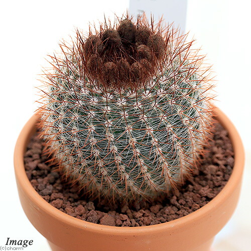 現品】サボテン・ワラシー 8号 A7番 【人気 植物 多肉植物 大型】 観葉