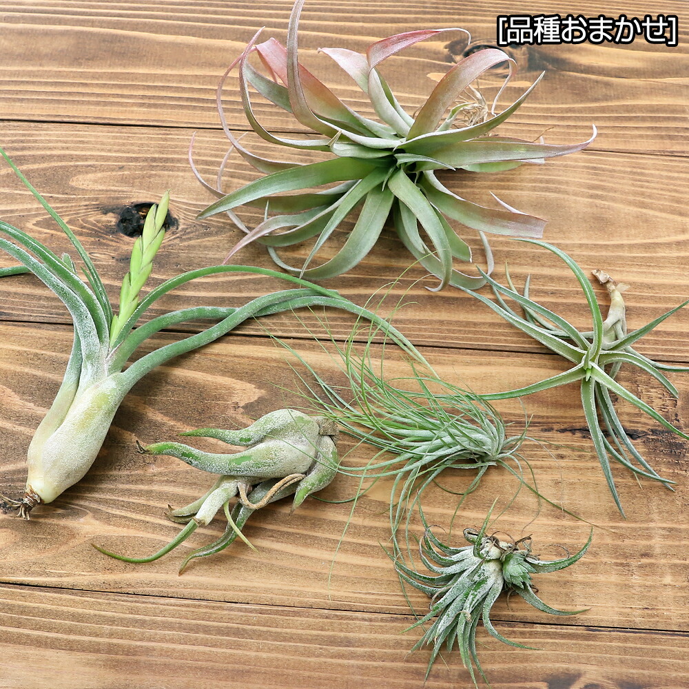 楽天市場 観葉植物 訳あり品 エアープランツ 品種おまかせ ３株 品種不明 傷あり ボリューム少ない Charm 楽天市場店