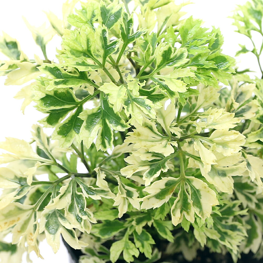 楽天市場 観葉植物 トラディスカンチア ラベンダー ２ ５ ３号 １ポット Charm 楽天市場店