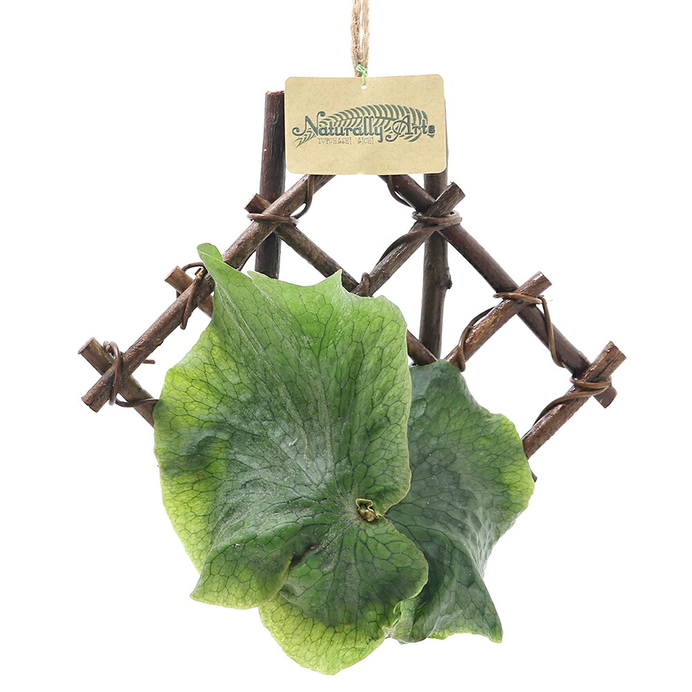 楽天市場 観葉植物 コウモリラン ビカクシダ グランデ ココヤシ吊り鉢植え 格子仕立て １個 沖縄別途送料 Charm 楽天市場店