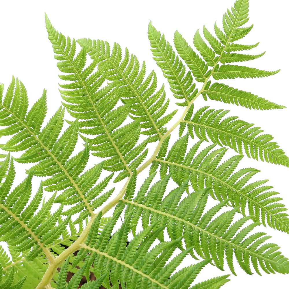 楽天市場 観葉植物 シダ ヒカゲヘゴ ヘゴの木 ４号 １鉢 Charm 楽天市場店