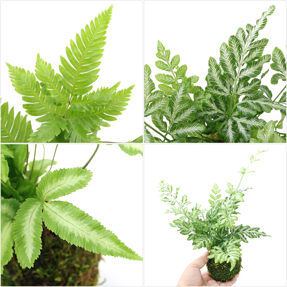 100%品質保証! 観葉植物 苔玉 プテリス 品種おまかせ Ｖｅｒ．這苔 １個 www.tacoya3.com