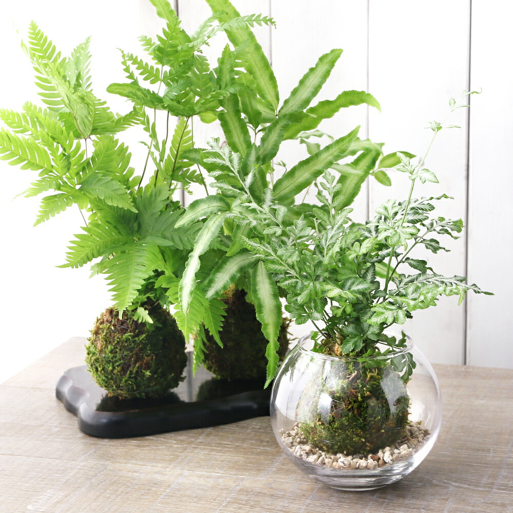 楽天市場】（観葉植物）苔玉 メルヘンの木 Ｖｅｒ．這苔（１個） : charm 楽天市場店