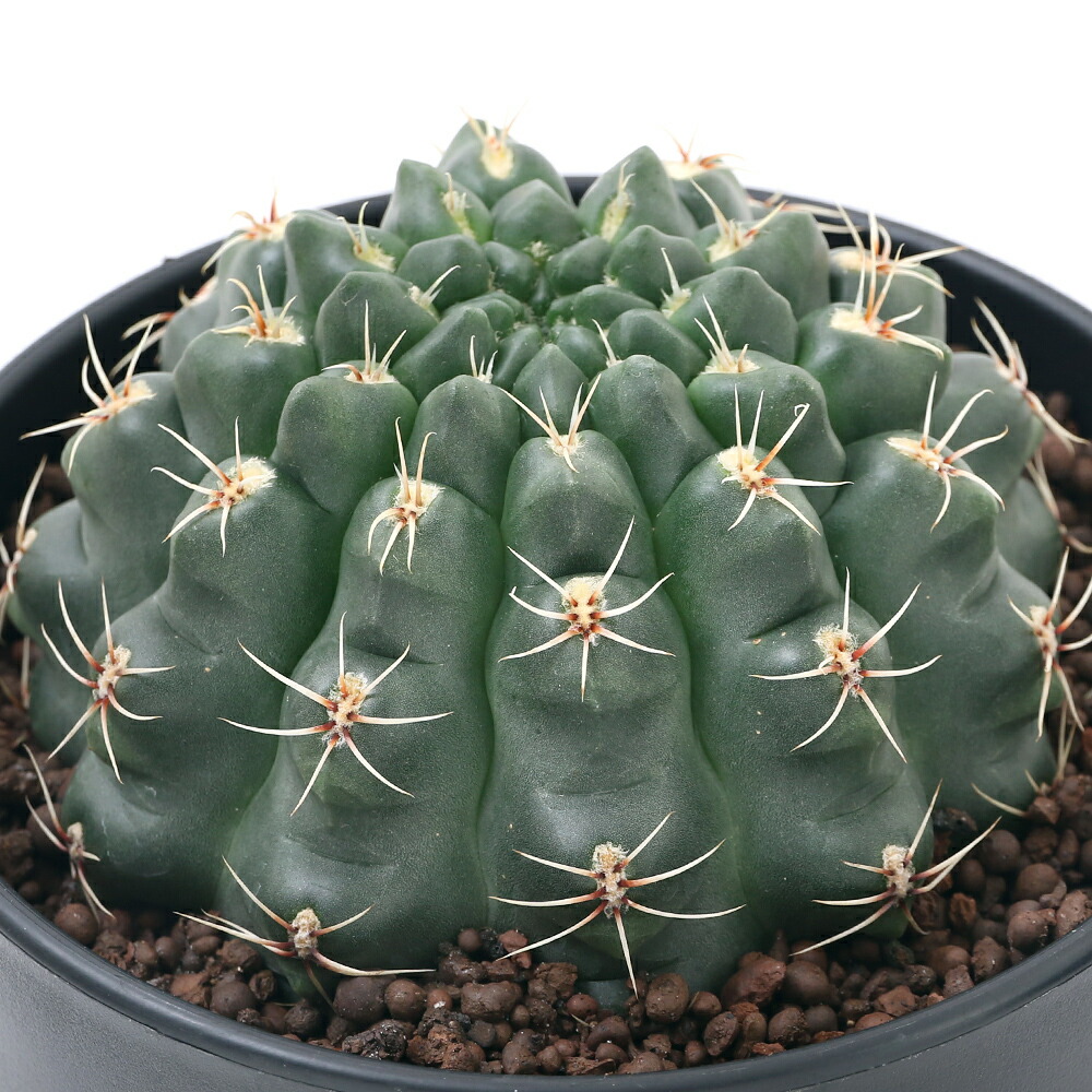 観葉植物 サボテン ギムノカリキウム 緋花玉 号 鉢 沖縄別途送料 Ice Org Br