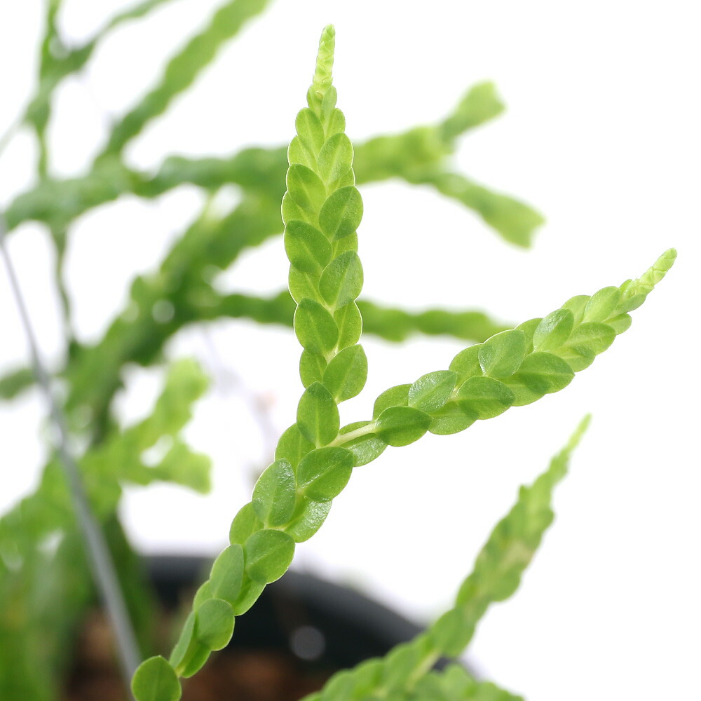 観葉植物 シダ リコポディウム フペルジア ヌンムラリフォリア 吊り鉢タイプ 号 鉢 沖縄別途送料 Hls Du Lojascarrossel Com Br 観葉植物 シダ リコポディウム フペルジア ヌンムラリフォリア 吊り鉢タイプ 号 鉢 沖縄別途送料 Hls Du Lojascarrossel Com Br