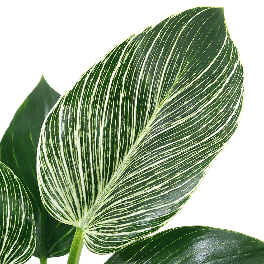 楽天市場】（観葉植物）フィカス エラスティカ ティネッケ 4号