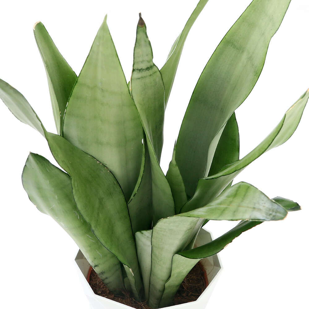 楽天市場】(観葉植物)大型 インテリア サンスベリア ゼラニカ 楽天市場】(観葉植物)大型 インテリア サンスベリア ゼラニカ
