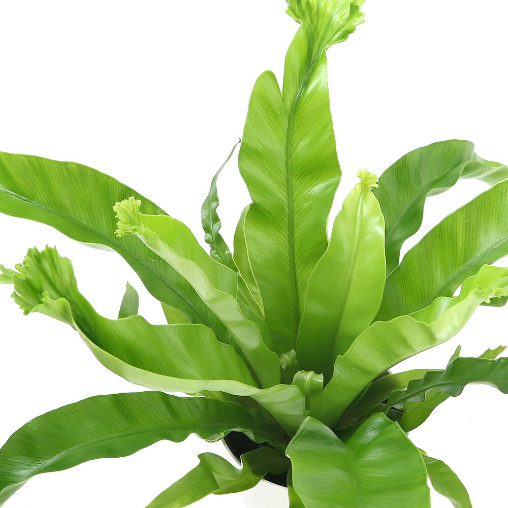 79 以上節約 観葉植物 シダ クロコダイルファーン ミクロソリウム ムシフォリウム 3 3 5号 79 以上節約 観葉植物 シダ クロコダイルファーン ミクロソリウム ムシフォリウム 3 3 5号