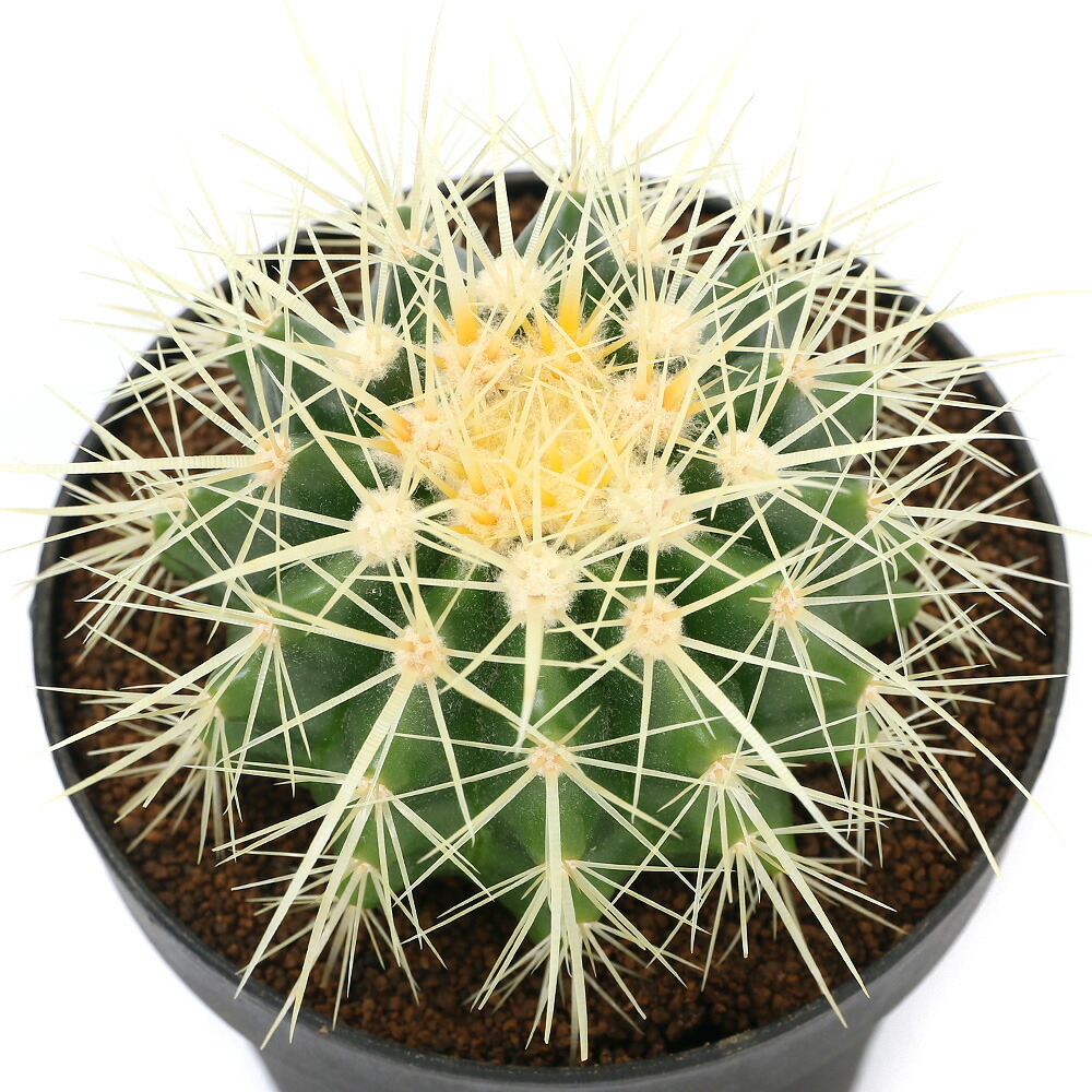 楽天市場】（観葉植物）サボテン エキノカクタス 金鯱（キンシャチ 