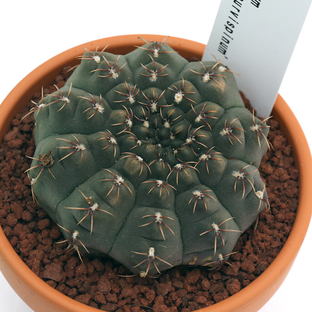 楽天市場 観葉植物 素焼鉢 サボテン ギムノカリキウム 瑞昌玉 ズイショウギョク ３号 １鉢 Charm 楽天市場店