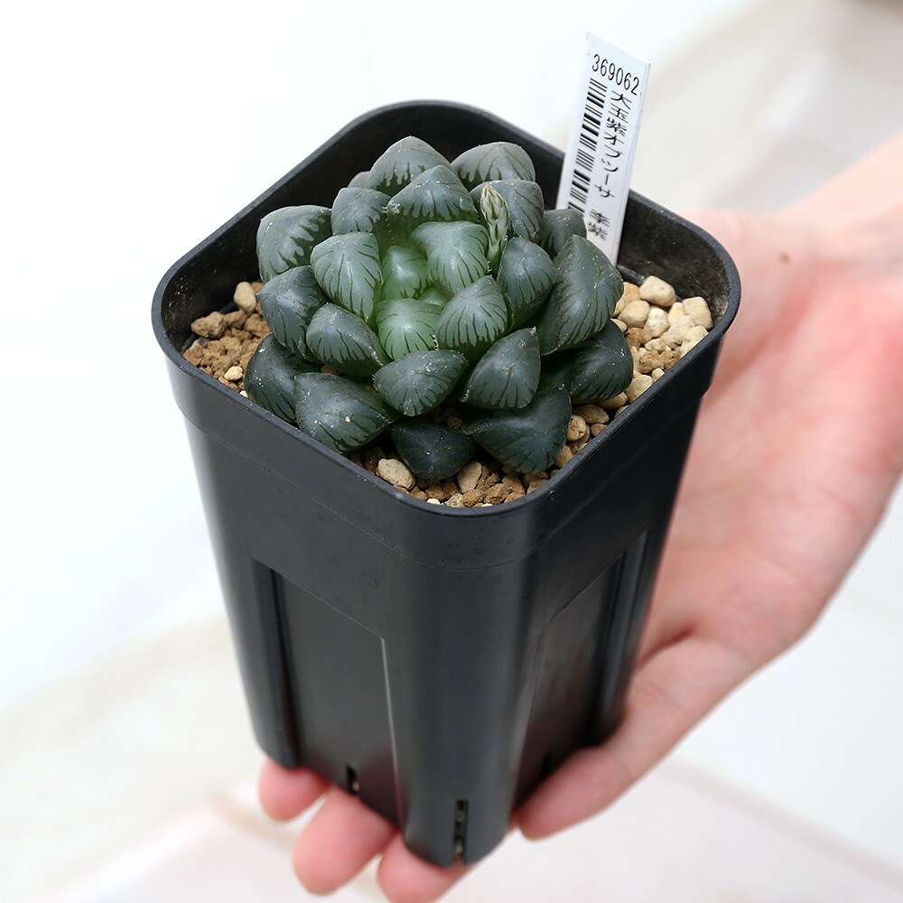 楽天市場 観葉植物 品種系ハオルチア 李紫 ３号 １鉢 Charm 楽天市場店