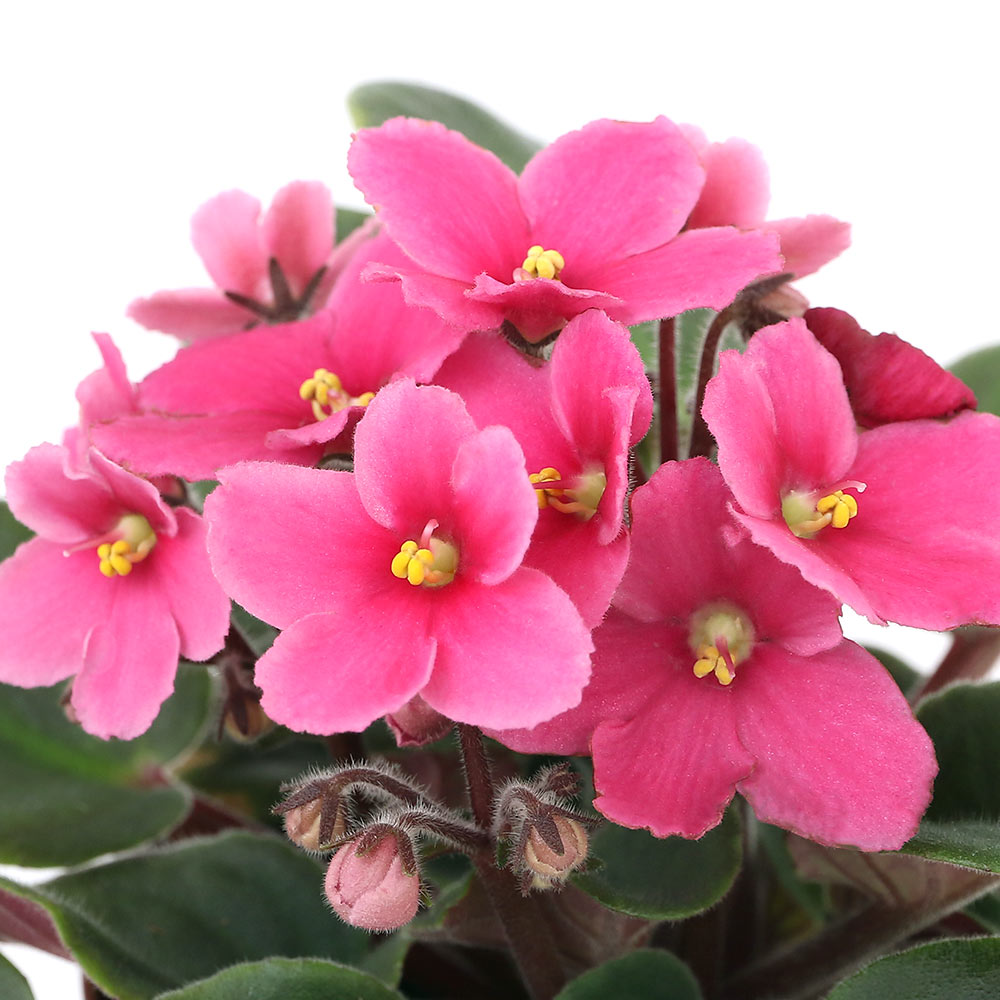 楽天市場】（観葉植物）セントポーリア 品種おまかせ マットボールS