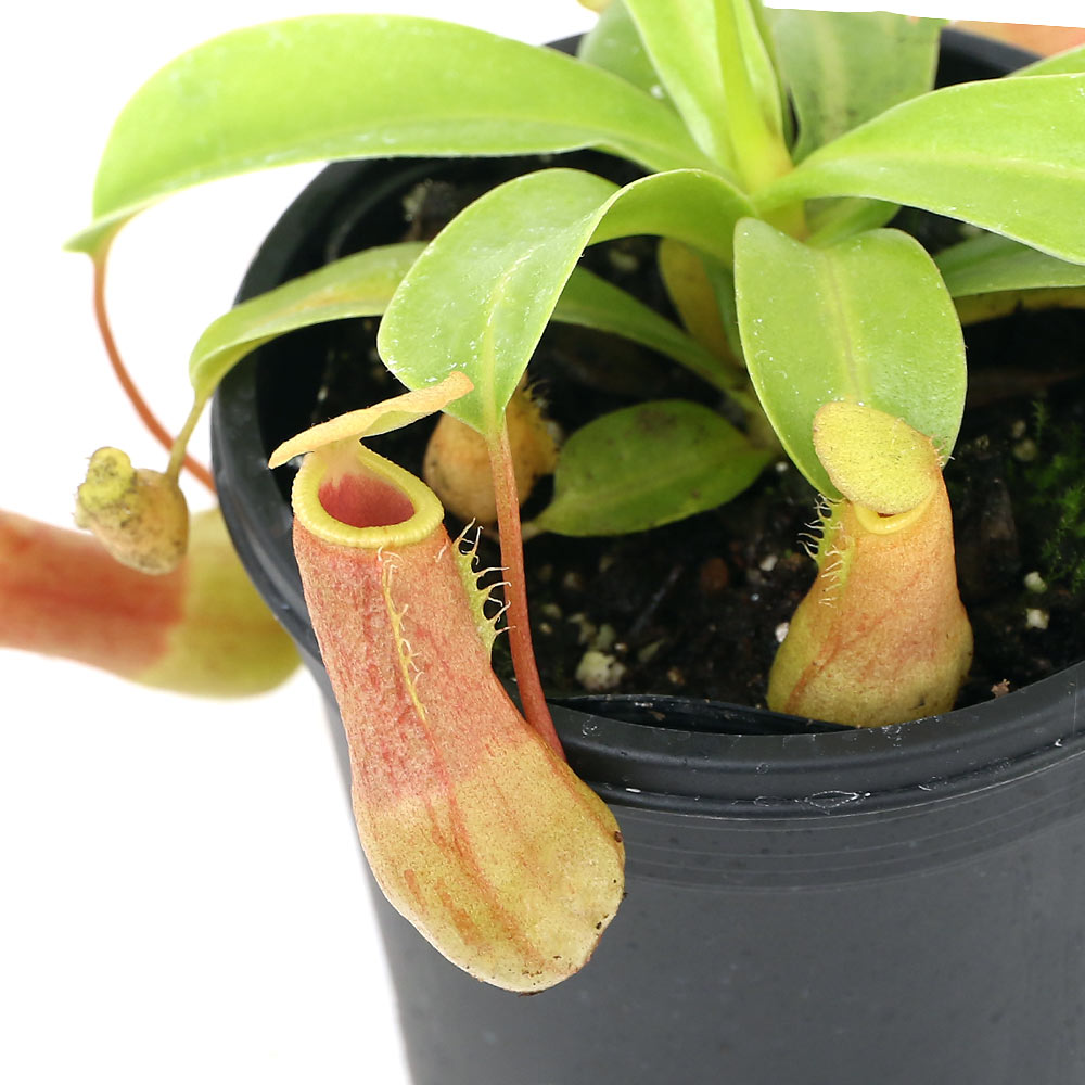 【2本植え】食虫植物 ネペンテス・ビーチ バリオ ウツボカズラ 楽天市場】（食虫植物）ウツボカズラ ネペンテス ビーチ・バレオ