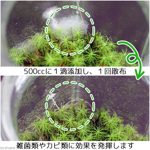楽天市場 青森県産 ひばオイル ２０ｍl 苔ｔｅｒｒａｒｉｕｍ 防カビ 関東当日便 Charm 楽天市場店