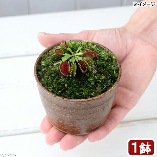 楽天市場 観葉植物 苔盆栽 ハエトリソウ 穴有益子焼植木鉢 還元 １鉢 Charm 楽天市場店