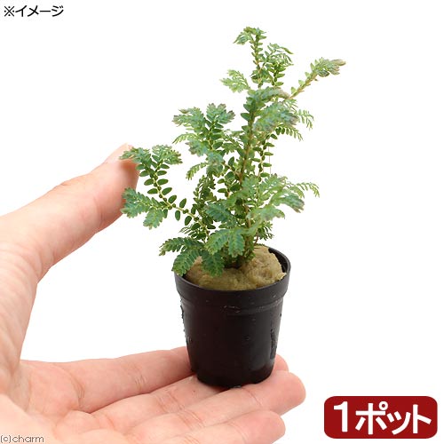 RainForest パルダリウムケージプロW600×D300×H450mm RainForest パルダリウムケージプロ PCP3045 30×30×45cm カエル