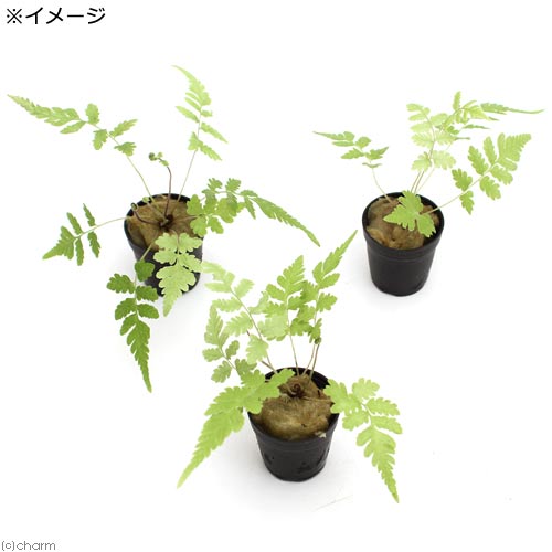 テラリウム ビバリウムプランツ おまかせシダ植物 ポット Loeschenart Com