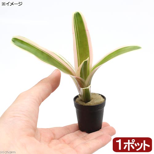 楽天市場 観葉植物 ビバリウムプランツ ネオレゲリア ファイヤーボール 斑入り ３ｃｍポット １ポット Charm 楽天市場店