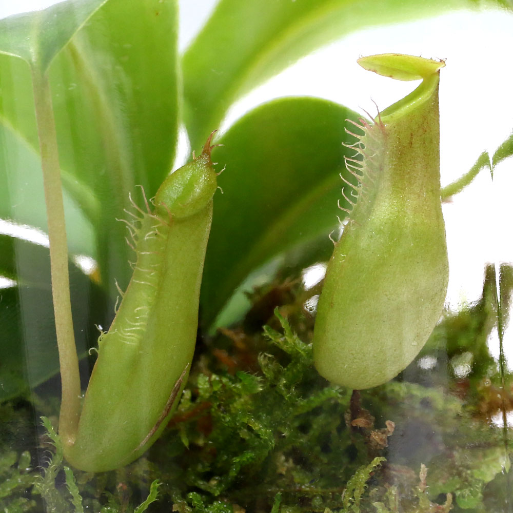 楽天市場 食虫植物 苔テラリウム ウツボカズラ ガラスボトルｌ 説明書付 テラリウムキット 本州四国限定 Charm 楽天市場店