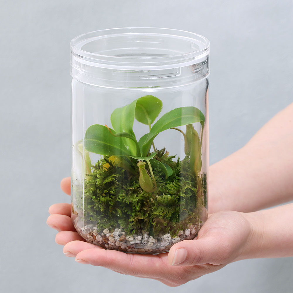 楽天市場 食虫植物 苔ｔｅｒｒａｒｉｕｍ ウツボカズラ ガラスボトルｌ 説明書付 テラリウムキット 本州四国限定 Charm 楽天市場店