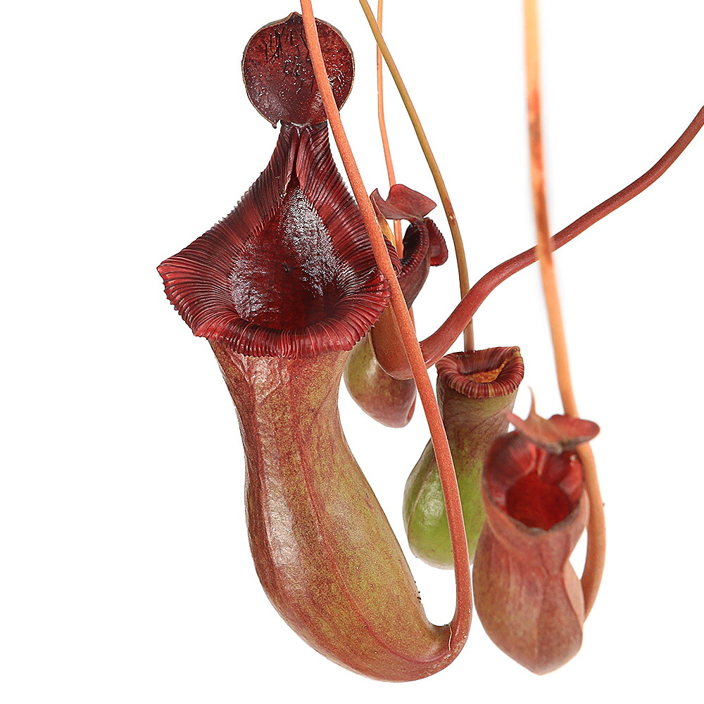 （食虫植物）ウツボカズラ　ネペンテス　ブリジアナ　吊り鉢タイプ　５号（１鉢）｜charm 店