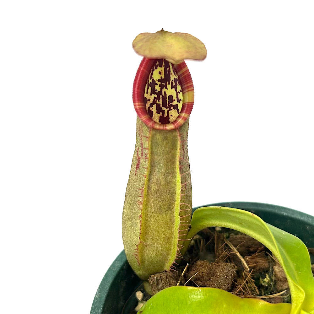 （食虫植物）ウツボカズラ　ネペンテス　（ラジャ&times;ビーチ）&times;ノーシアナ　２．５号（１鉢）｜charm 店