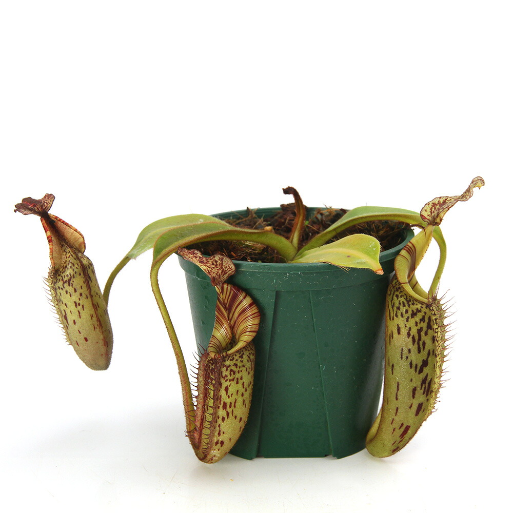 (食虫植物)一点物 ウツボカズラ ネペンテス (ビーチ×バービッジアエ)×ヒューレリアナ 3.5号(1鉢)|charm 店