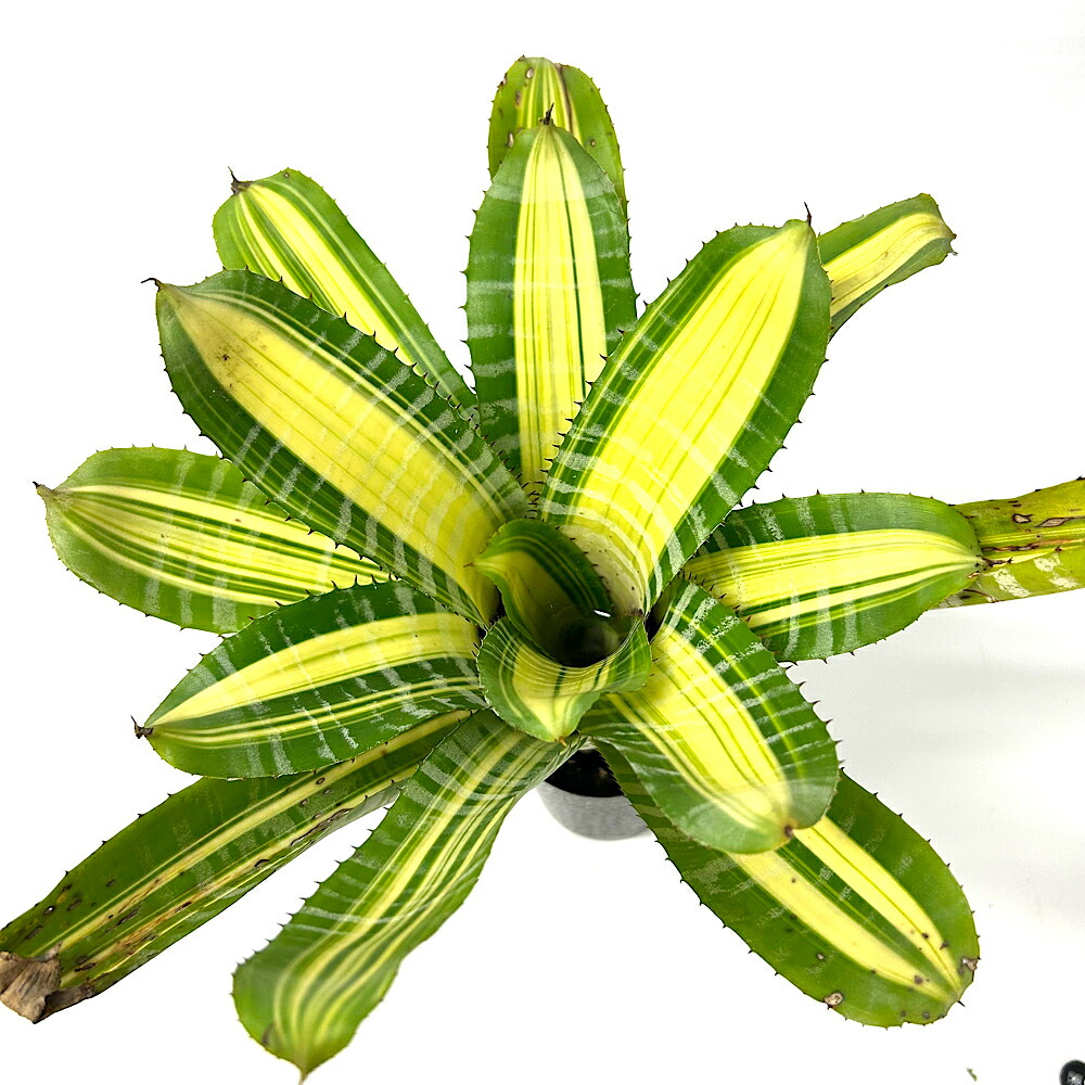 （観葉植物）一点物　エクメア　チャンティニー　&rsquo;サムライ&rsquo;　３号（１株）タンクブロメリア｜charm 店 23,415円